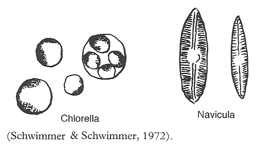Clorella & Navicula