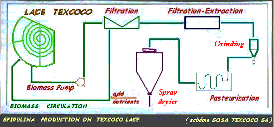 tecoco drawing